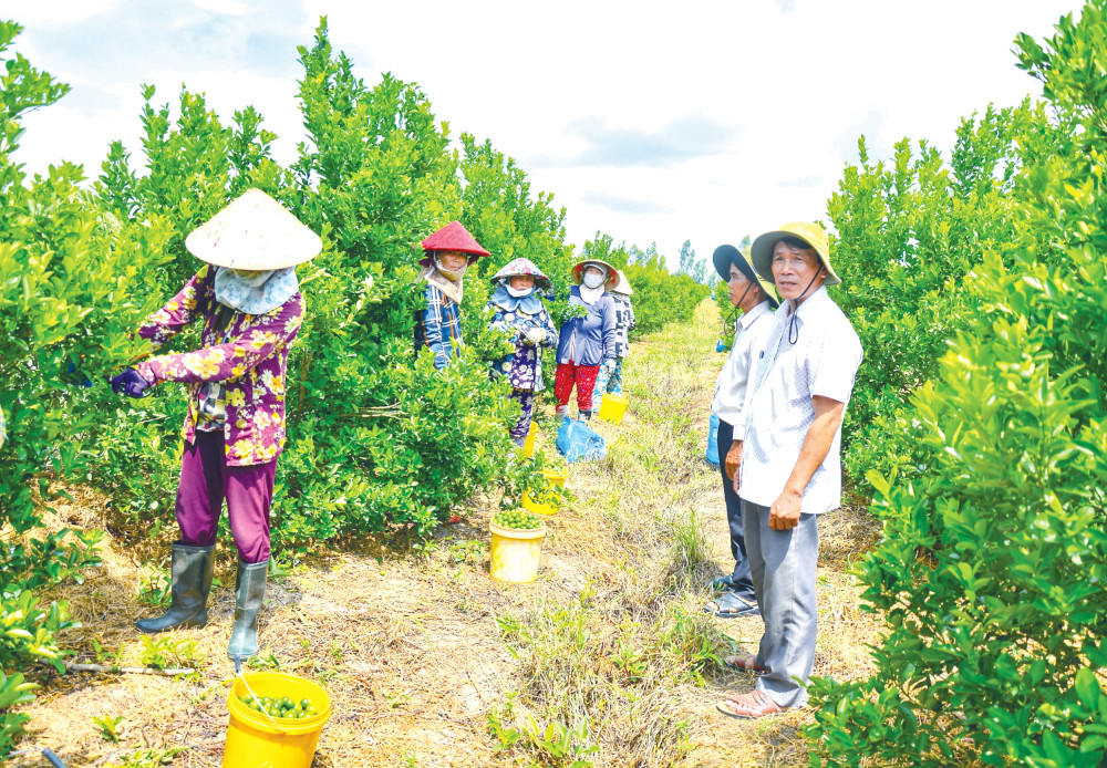 Anh Trần Văn Hiền (bìa phải) thăm hỏi công nhân thu hoạch hạnh tại vườn nhà.