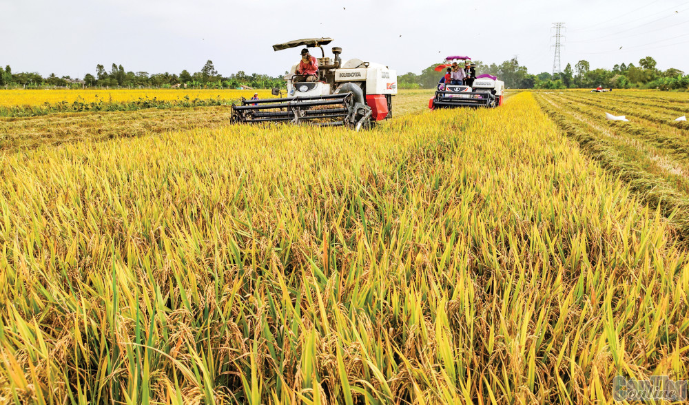 Thu hoạch lúa trong mô hình "cánh đồng lớn" tại TP Cần Thơ.