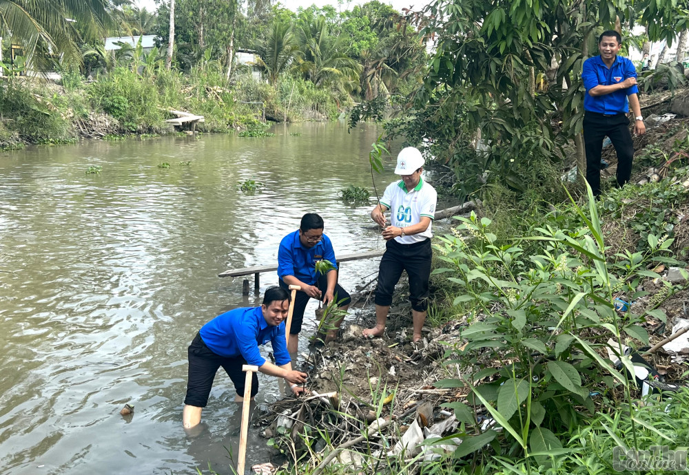 Đoàn viên, thanh niên cùng lãnh đạo ngành điện trồng cây bần, gia cố bờ kênh tại một tuyến đường giao thông nông thôn trên địa bàn xã Thạnh Phú, huyện Cờ Đỏ.