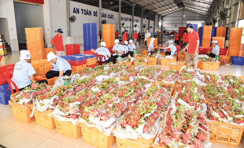 Việt Nam có thế mạnh về xuất khẩu nông sản. Trong ảnh: Xuất khẩu thanh long của một DN tại tỉnh Tiền Giang. Ảnh: CTV