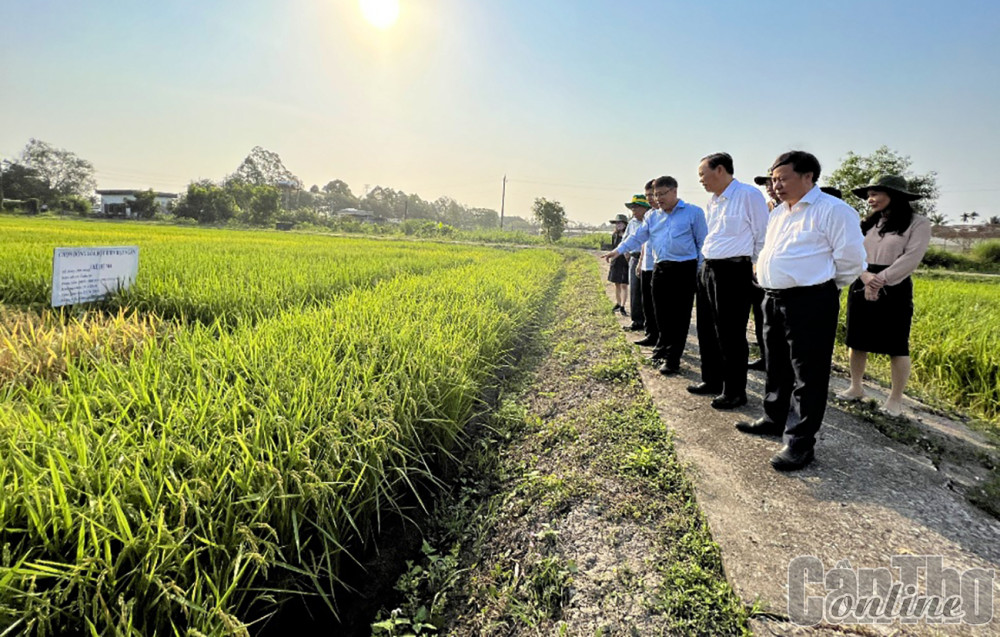 Thay đổi tư duy tiếp cận, tái cấu trúc ngành hàng lúa gạo ĐBSCL Đoàn công tác của Bộ Nông nghiệp và Phát triển nông thôn tham quan khu vực ruộng thí nghiệm của Viện Lúa ĐBSCL vào tháng 2-2023.