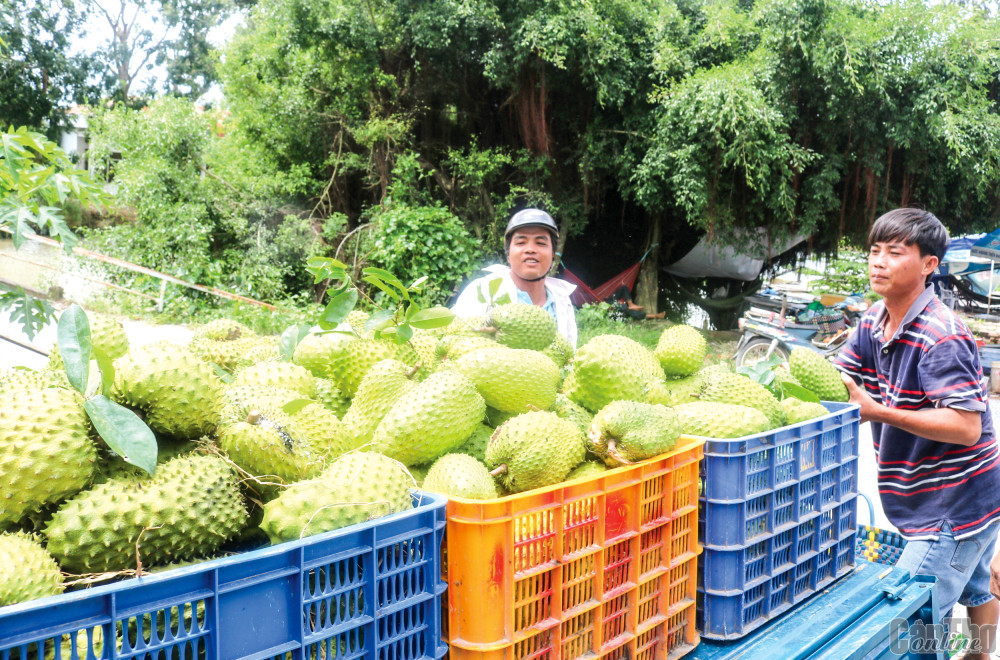 Thu hoạch mãng cầu xiêm tại huyện Cờ Đỏ, TP Cần Thơ. Ảnh: KHÁNH TRUNG