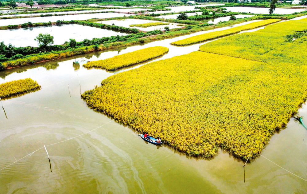 Nông dân Trà Vinh trồng lúa hữu cơ kết hợp nuôi tôm sú, nhằm thích ứng với biến đổi khí hậu.