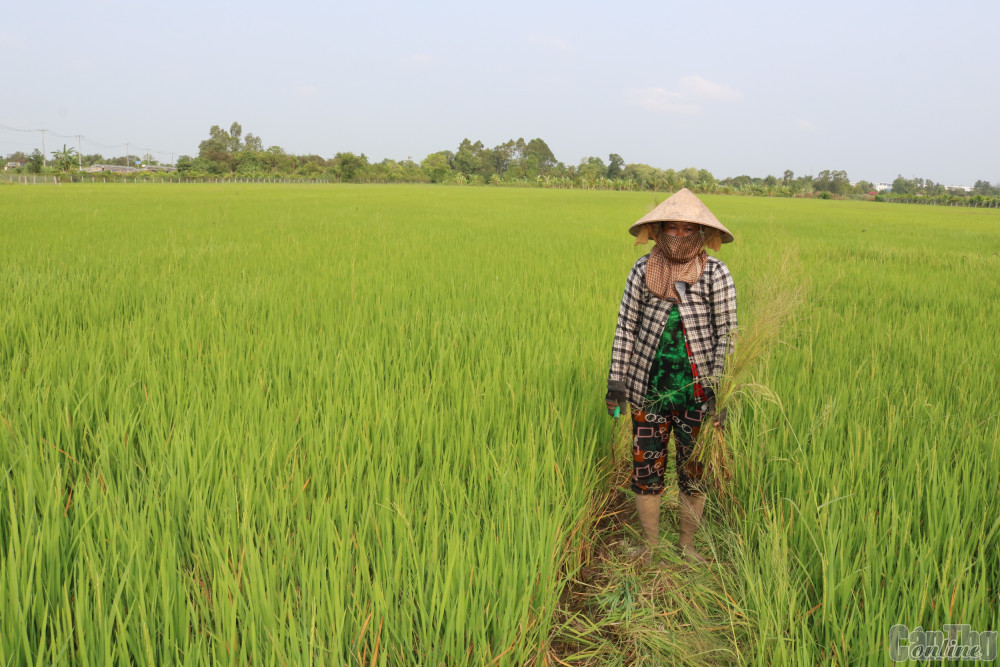 Chủ động chăm sóc lúa hè thu