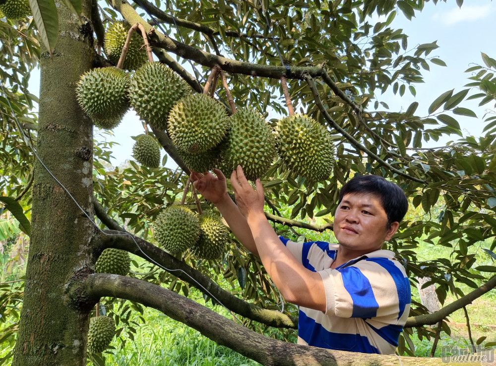 Mời doanh nghiệp tham gia liên kết sản xuất, tiêu thụ trái cây cho nông dân 