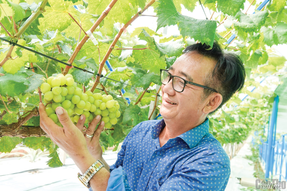 Ông Nguyễn Bá Duy bên vườn nho xum xuê trái.