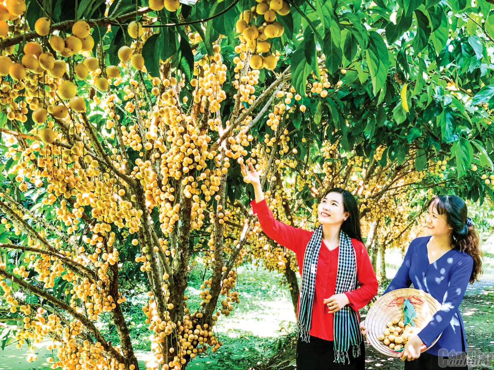 Từ tháng 5 đến tháng 8 là mùa trái cây rộ tại Phong Điền. Trong ảnh: Vườn dâu đương rộ sai trái tại Phong Điền.