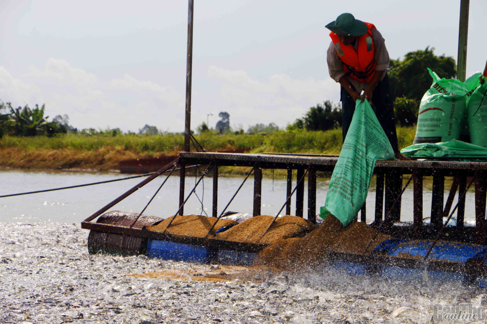 Sách Công nghệ nuôi thương phẩm cá tra theo quy phạm thực hành nuôi thủy  sản tại Việt Nam VietGap  Bùi Quang Tề