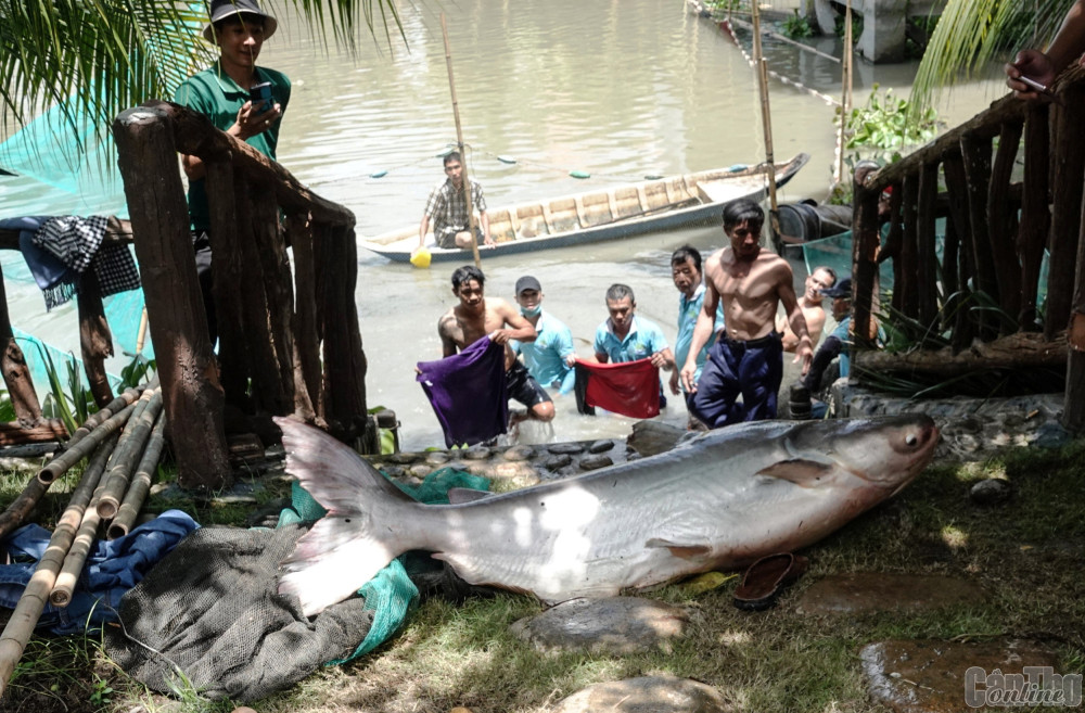 Một con cá tra dầu trên 100kg vùng vẫy văng khỏi băng ca trong sự “bó tay” của hàng chục người, cho thấy sức mạnh của những chú cá này.