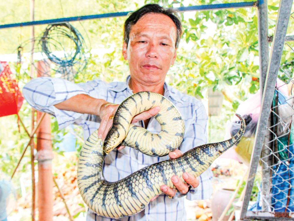 Hướng dẫn kỹ thuật nuôi rắn ri voi  Tạp chí Chăn nuôi Việt Nam