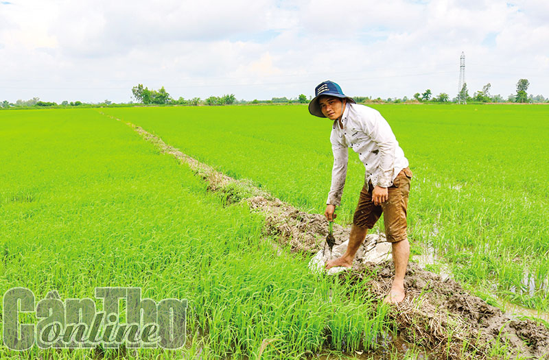 Ðể sản xuất thắng lợi lúa vụ thu đông 