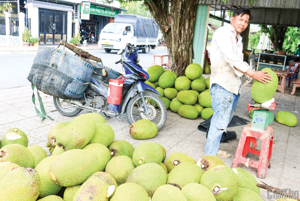 Thu mua mít Thái tại Vựa mít Nam ở huyện Phong Điền, TP Cần Thơ.