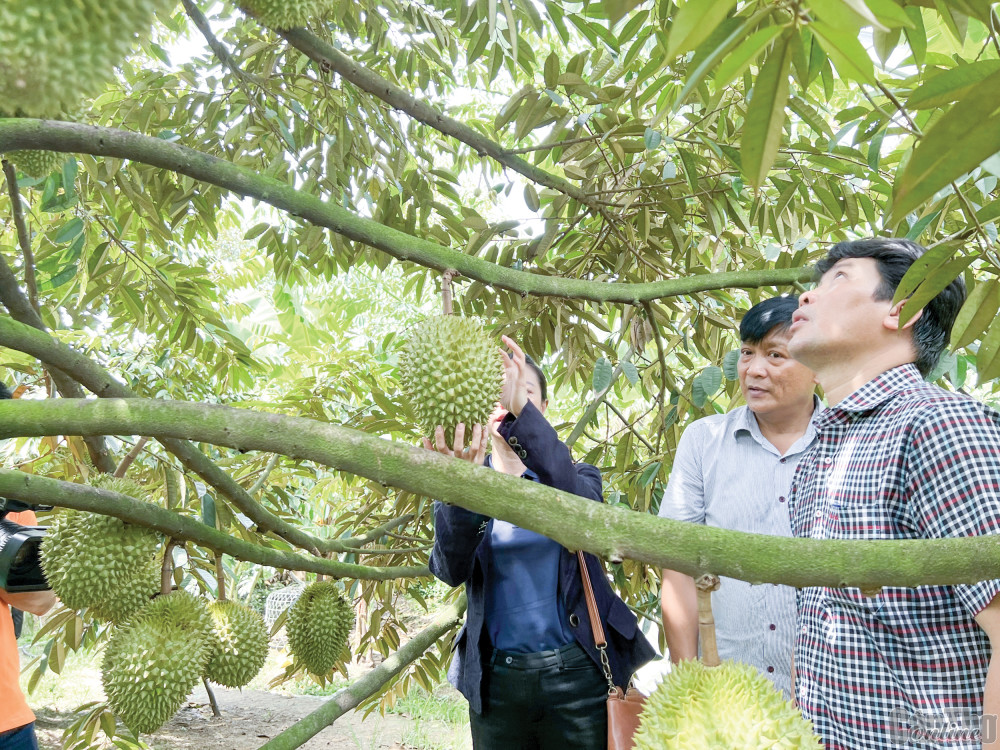 Xuất khẩu rau quả tăng mạnh 