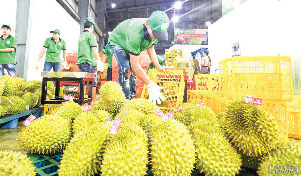 Kim ngạch xuất khẩu hàng hóa ước đạt 164,45 tỉ USD Sầu riêng là một trong những mặt hàng xuất khẩu có sự tăng trưởng mạnh trong 6 tháng đầu năm.