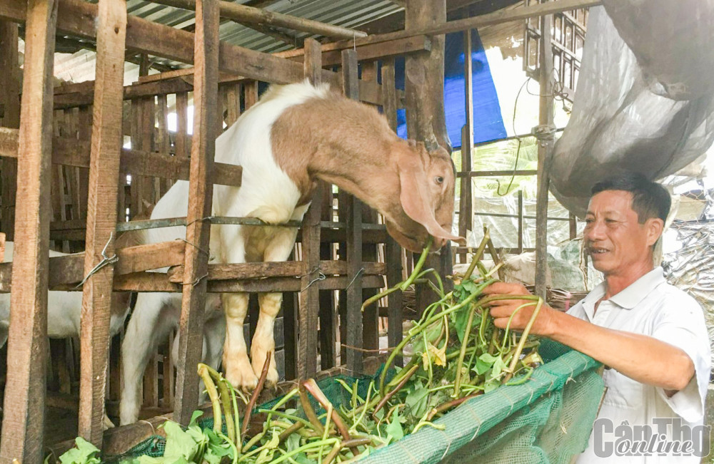 Hộ dân phường Thuận Hưng, quận Thốt Nốt, vay vốn ưu đãi nuôi dê thịt, góp phần tăng thu nhập.