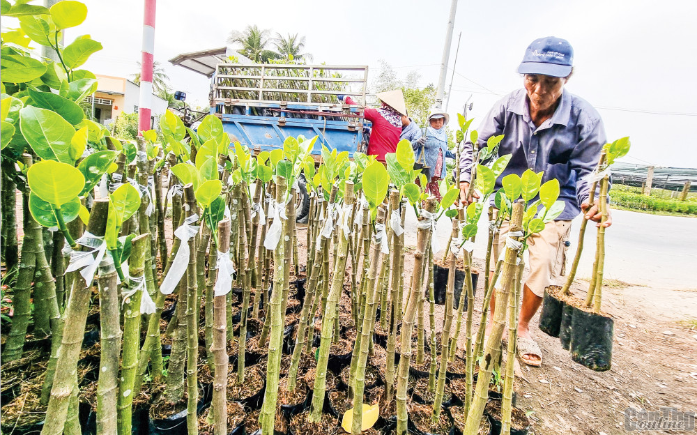 Hoạt động sản xuất kinh doanh cây giống ăn trái tại huyện Chợ Lách, tỉnh Bến Tre.