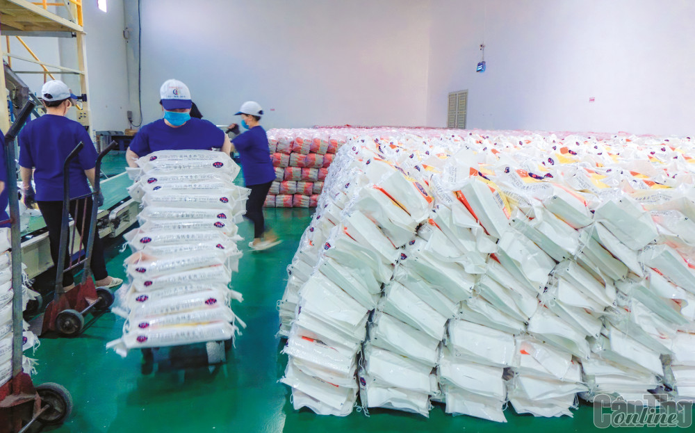 Chế biến gạo xuất khẩu tại Công ty CP Nông nghiệp công nghệ cao Trung An.
