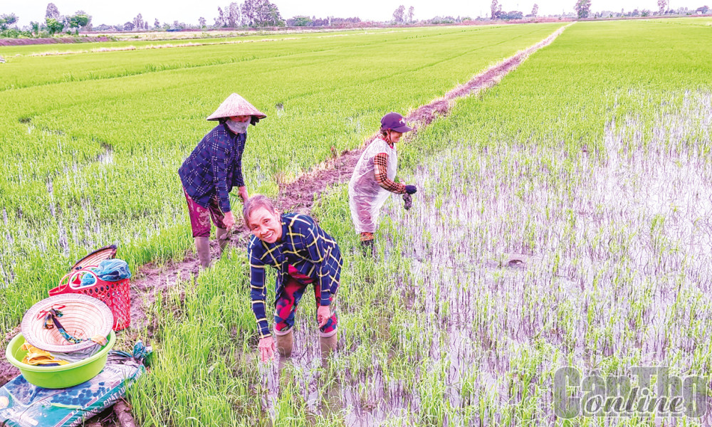 Nông dân ở huyện Vĩnh Thạnh chăm sóc lúa thu đông 2023.