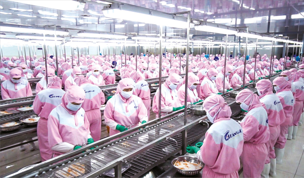 Có thêm nguồn vốn tín dụng ưu đãi, doanh nghiệp sẽ có thêm cơ hội giữ được khách hàng và duy trì sức cạnh tranh trên thị trường. Ảnh: Chế biến tôm tại Công ty Cổ phần Thủy sản sạch Việt Nam - Vinacleanfood.
