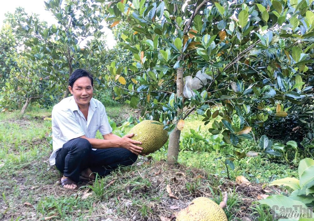 Hội viên Hội Người mù phường Tân Phú, quận Cái Răng vay vốn ưu đãi chăm bón vườn cây ăn trái, tăng thu nhập, cải thiện cuộc sống.