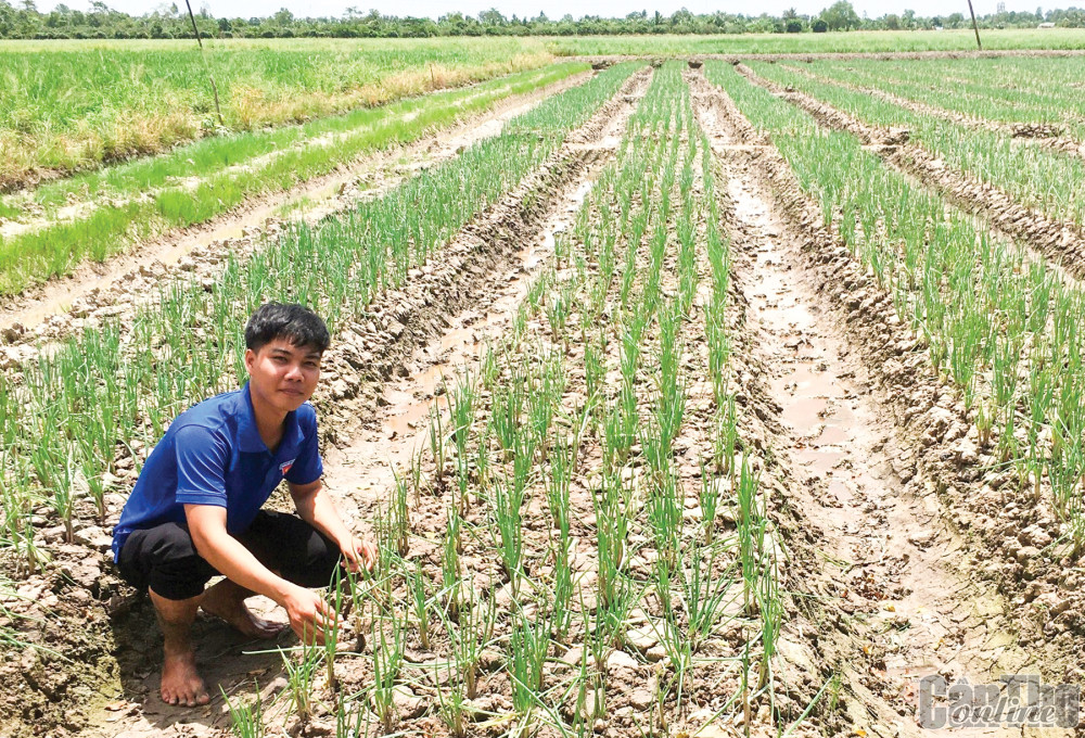 Anh Hải Đăng chăm bón rẫy hành lá gốc tím phát triển xanh tốt, đạt năng suất, lợi nhuận cao.