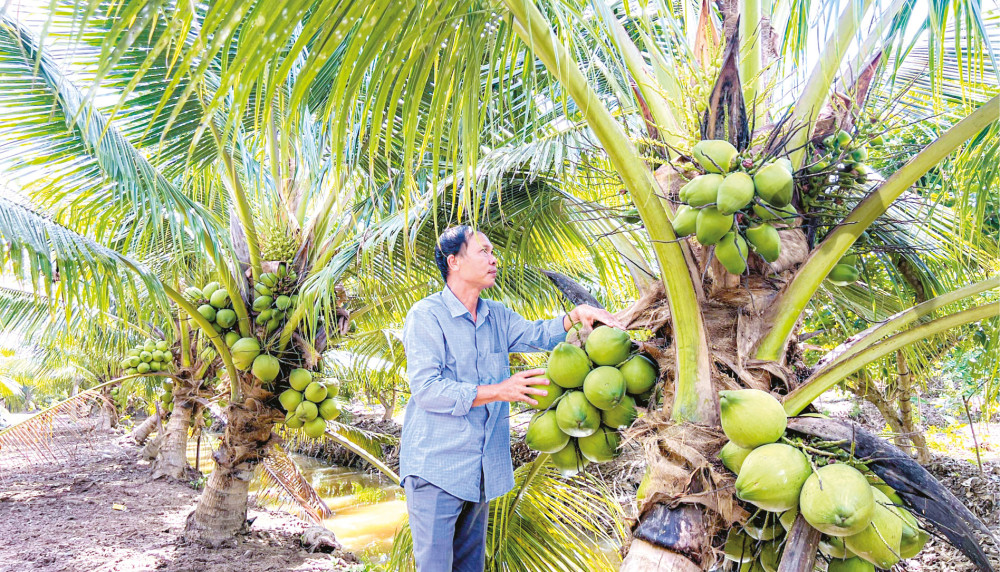 Đưa dừa tươi sang thị trường Mỹ Nông dân Bến Tre trồng dừa hữu cơ phục vụ xuất khẩu.