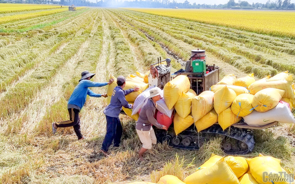 Thu hoạch lúa trong mô hình CĐL tại huyện Cờ Đỏ.