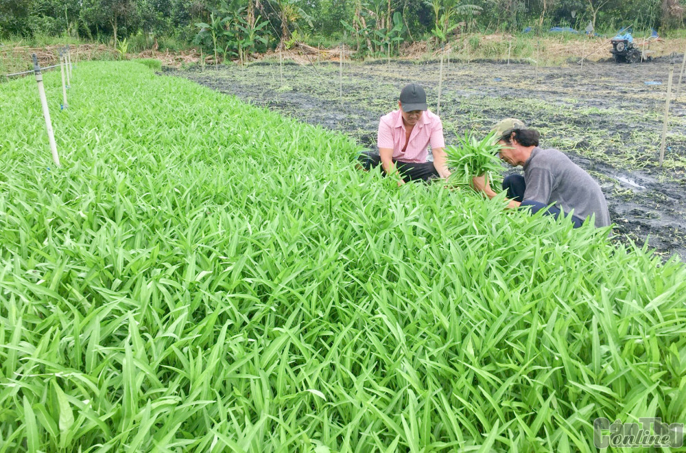 Hộ dân phường Thới Hòa, quận Ô Môn vay vốn ưu đãi phát triển mô hình trồng rau muống, tăng thu nhập.
