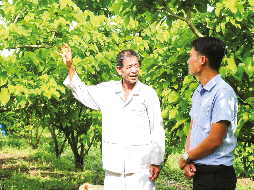 Vườn na Thái của ông Nguyễn Văn Măng đang ra hoa kết trái.