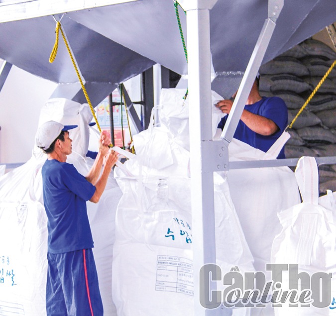 Chế biến gạo phục vụ xuất khẩu tại Công ty CP Nông nghiệp công nghệ cao Trung An.