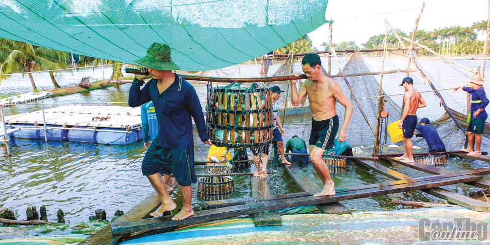 Thu hoạch cá tra phục vụ xuất khẩu tại TP Cần Thơ.