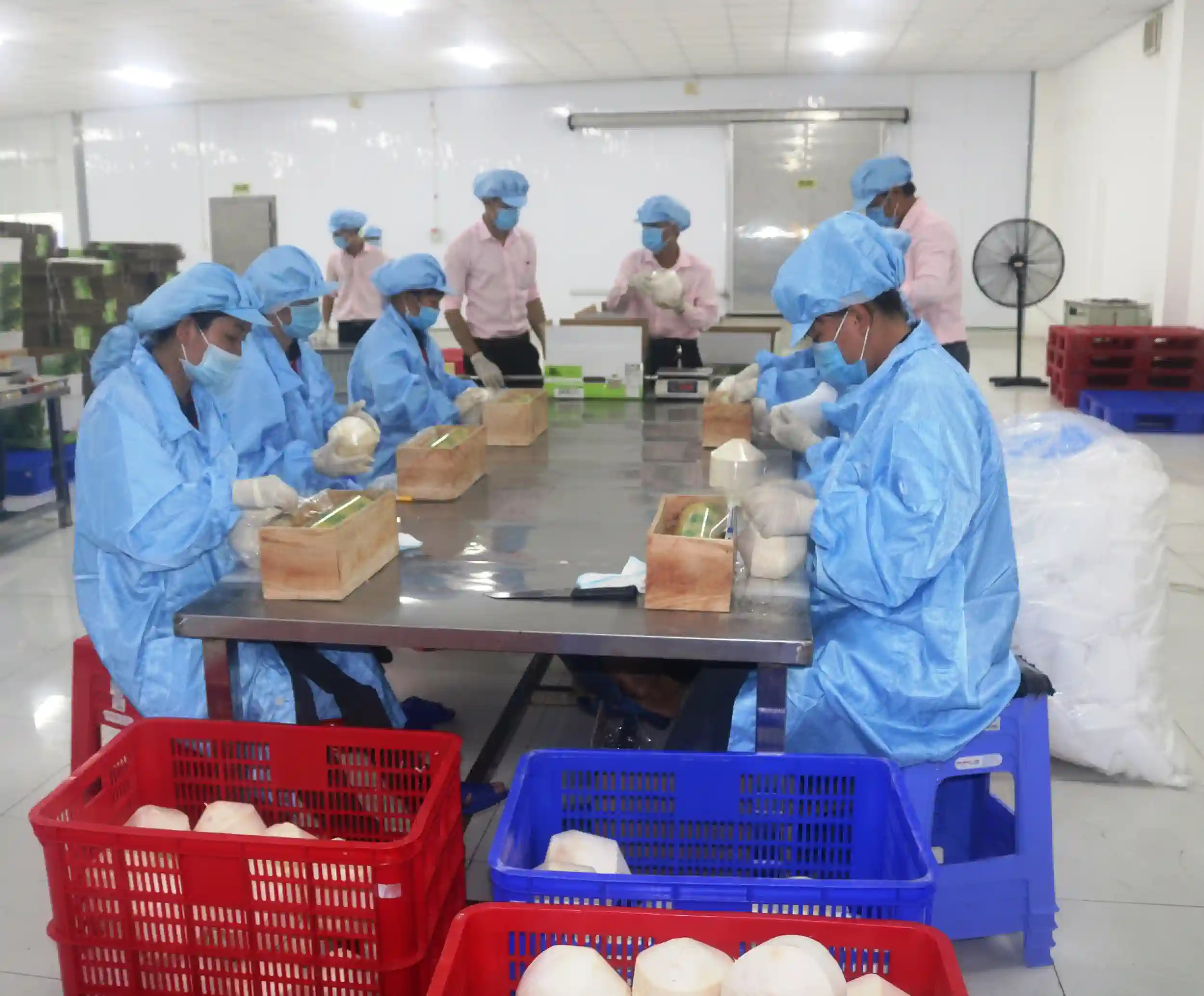 Sơ chế, đóng gói dừa tươi phục vụ xuất khẩu tại nhà máy của Công ty Vina T&T ở tỉnh Bến Tre.