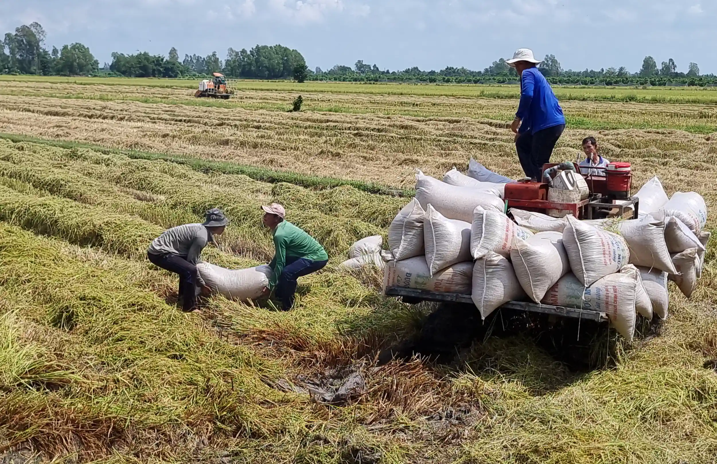 Lúa thu đông 2023 tại TP Cần Thơ và một số tỉnh vùng ĐBSCL đã bước vào thu hoạch.