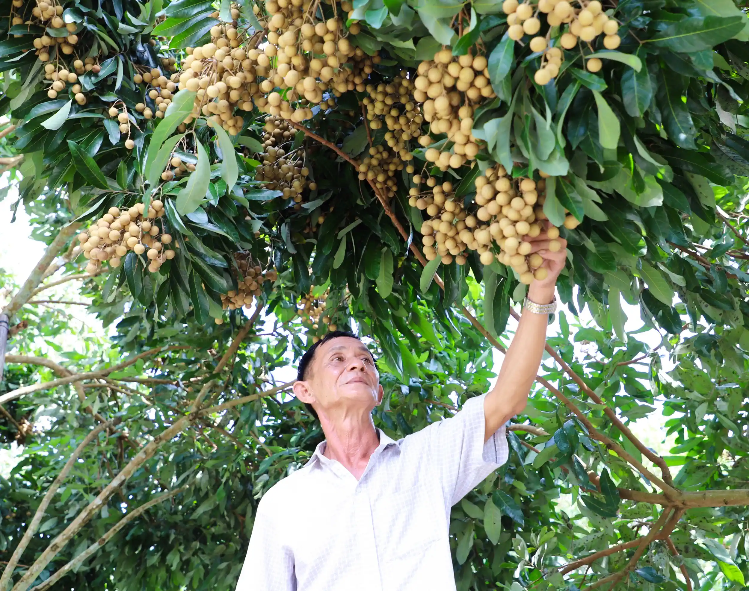 Nhãn Ido giúp ông Phạm Văn Lơ cùng bà con nông dân HTX Nhãn Nhơn Nghĩa, huyện Phong Điền vươn lên khấm khá.