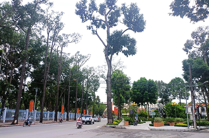 Cây xanh tại góc đường Đại lộ Hòa Bình và công viên Đồ Chiểu.