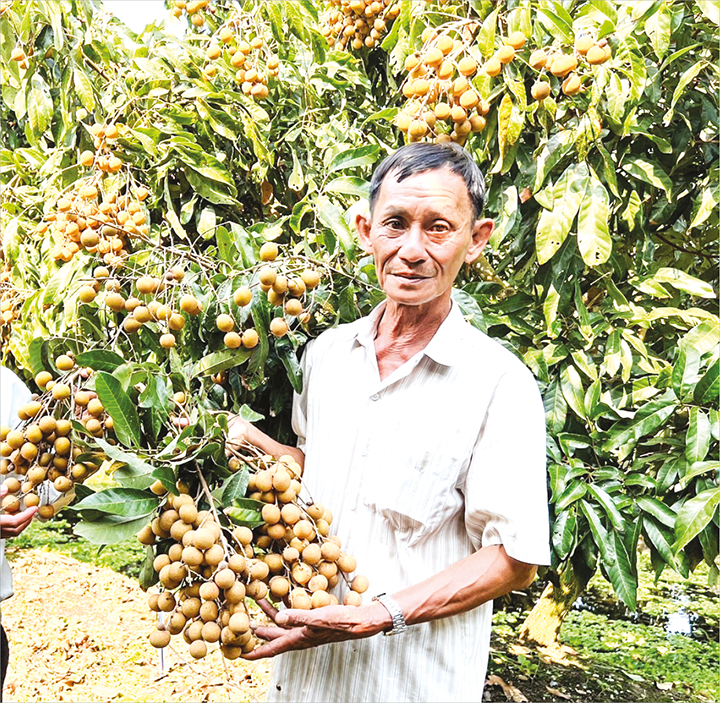 Hỗ trợ xây dựng nguồn nhân lực chất lượng cao cho hợp tác xã Ông Phạm Văn Lơ, Giám đốc HTX nhãn Nhơn Nghĩa, huyện Phong Điền giới thiệu nhãn Ido được trồng theo hướng VietGAP.