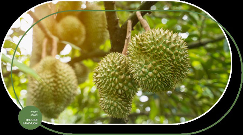 Hệ thống tưới nhỏ giọt - Giải pháp chăm sóc sầu riêng hiệu quả