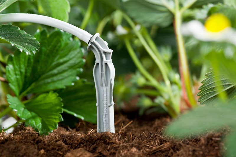 Hệ thống tưới nhỏ giọt - Giải pháp chăm sóc sầu riêng hiệu quả