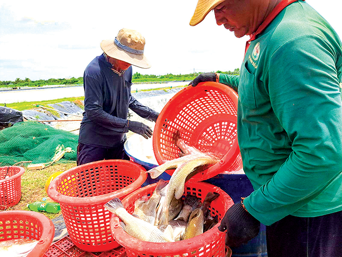 Cá chẽm có lợi thế so sánh rất lớn cả về điều kiện nuôi, cạnh tranh về giá thành và thị trường tiêu thụ. Trong ảnh: thu hoạch cá chẽm tại Công ty TNHH Đại Ngư Nghiệp.