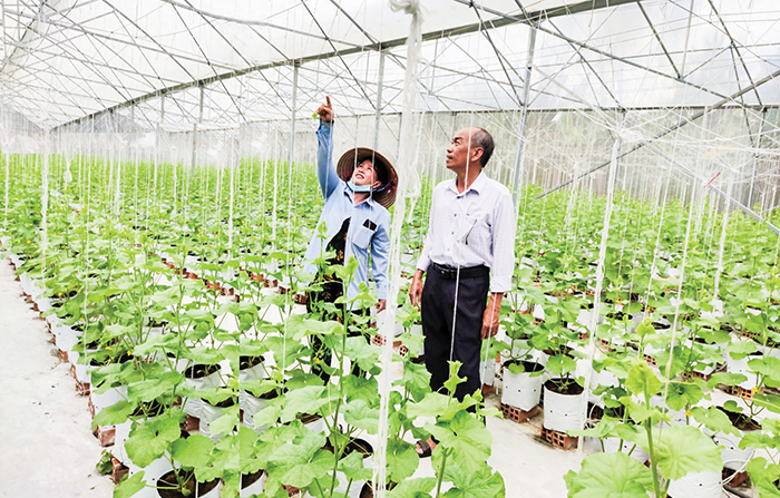 Mô hình trồng dưa lưới áp dụng công nghệ cao tại huyện Thới Lai, TP Cần Thơ.