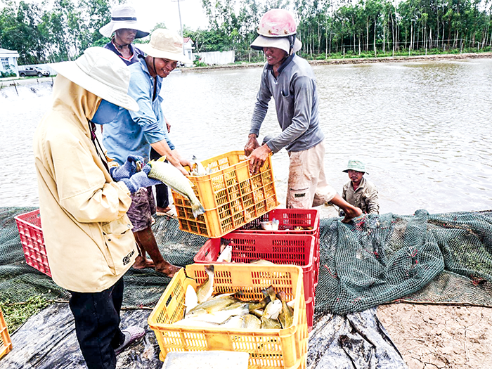Cá chẽm được nuôi tại vùng lợ Sóc Trăng phát triển rất tốt và cho hiệu quả kinh tế cao.
