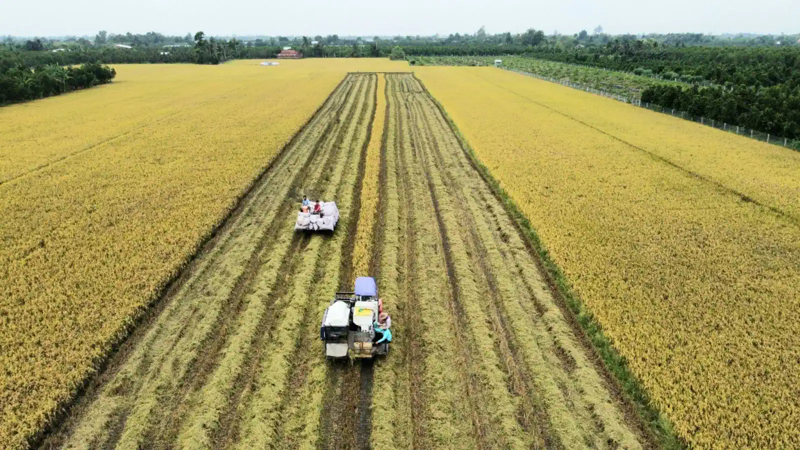 Thu hoạch lúa tại tỉnh Tiền Giang. 