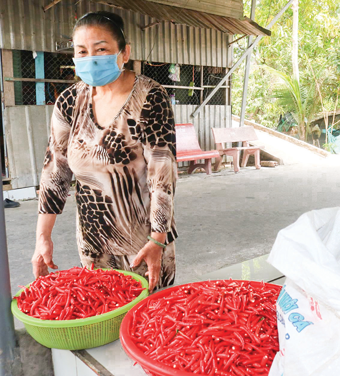 Thu hoạch ớt chỉ thiên tại một hộ dân ở quận Thốt Nốt, TP Cần Thơ.