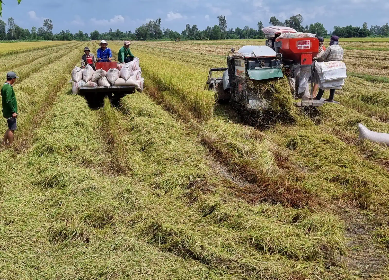 Cần Thơ thu hoạch dứt điểm 68.231ha lúa vụ thu đông Thu hoạch lúa trong vụ thu đông 2023 tại xã Thới Tân, huyện Thới Lai.