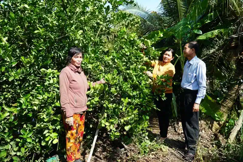 Cấp ủy đảng, chính quyền xã Trường Xuân hỗ trợ, vận động nhân dân xây dựng nhiều mô hình kinh tế, tạo niềm tin. Trong ảnh: Mô hình trồng chanh không hạt ở ấp Trường Ninh 2 cho thu nhập cao. 