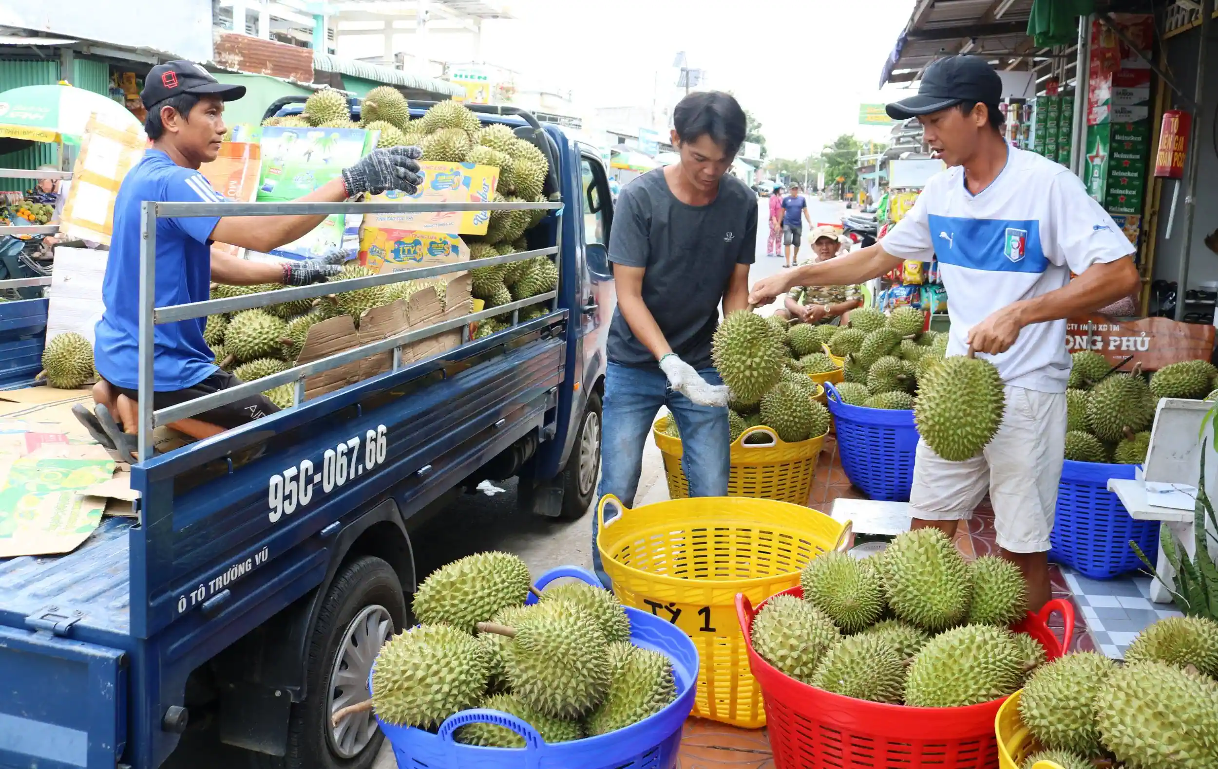 Sầu riêng đang là loại trái cây được xuất khẩu rất mạnh sang các thị trường khu vực Đông Bắc Á, nhất là Trung Quốc. Trong ảnh: Thu mua sầu riêng tại một vựa trái cây ở huyện Phong Điền, TP Cần Thơ.