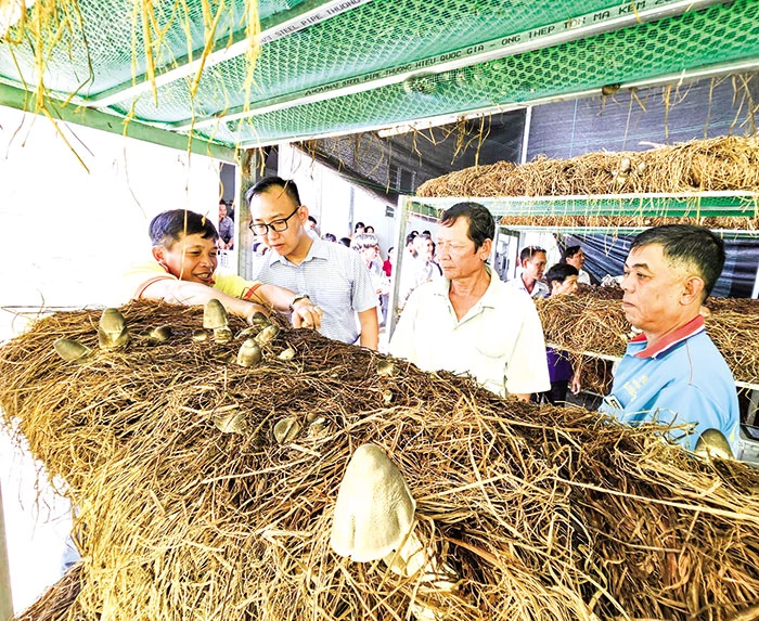 Sử dụng rơm hiệu quả theo hướng nông nghiệp tuần hoàn