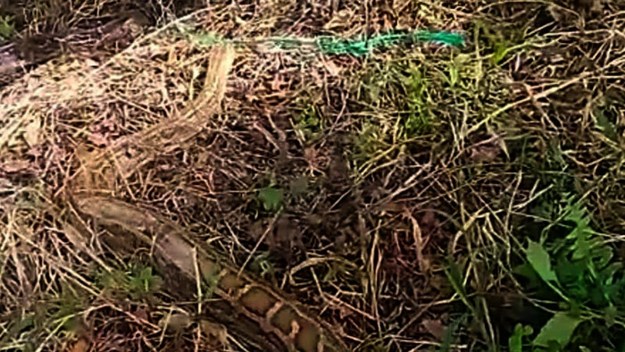 Kiên Giang: Thả con trăn nặng 58kg về Vườn Quốc gia U Minh Thượng