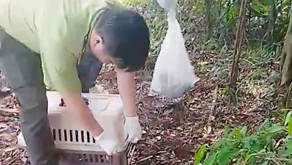 Kiên Giang: Thả con trăn nặng 58kg về Vườn Quốc gia U Minh Thượng