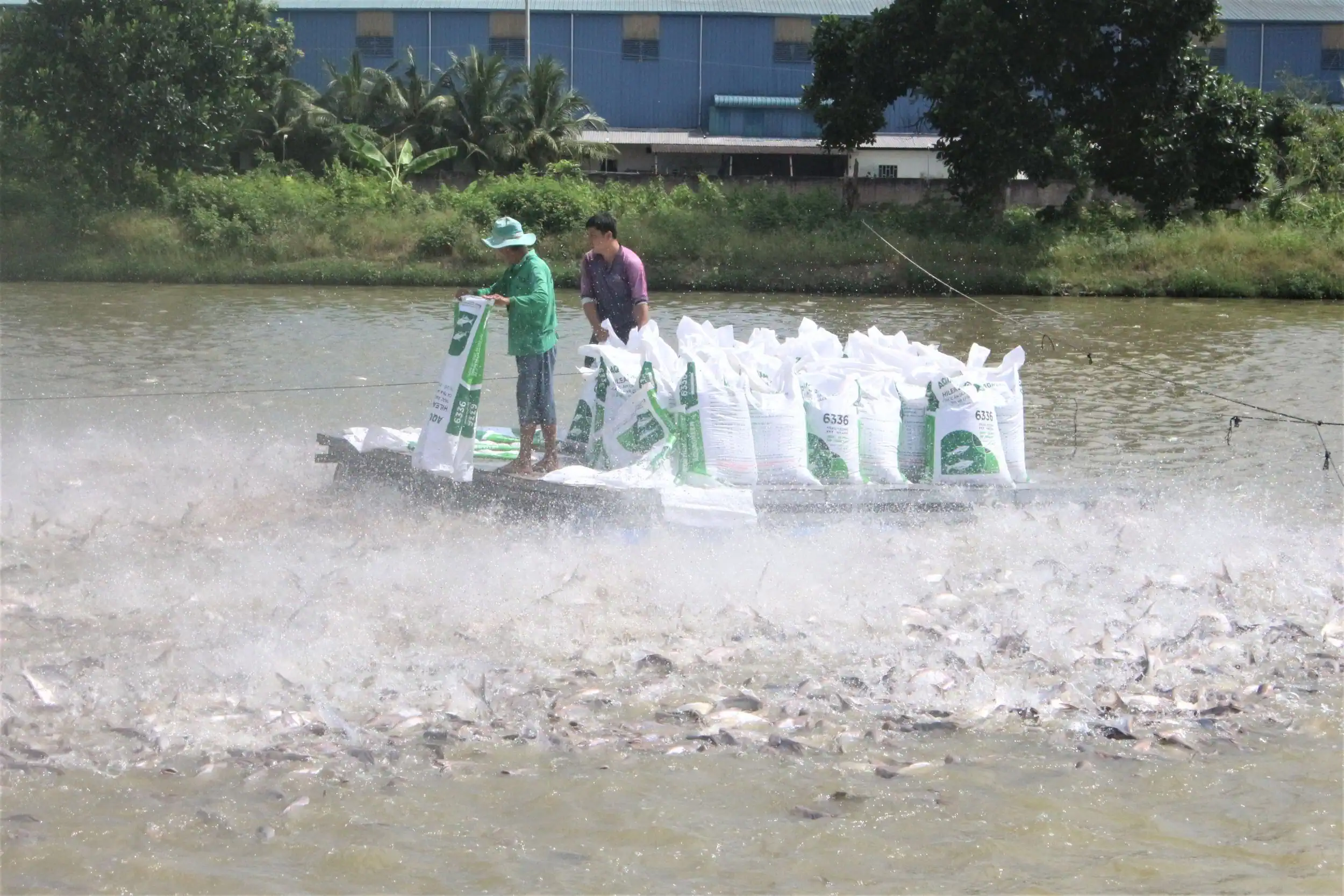 Mô hình nuôi cá tra theo tiêu chuẩn an toàn vệ sinh thực phẩm phát triển tại TP Cần Thơ.